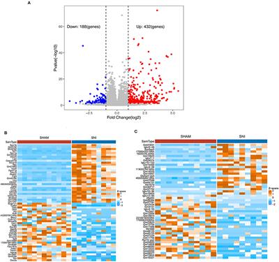 Identification of Slc6a19os and SOX11 as Two Novel Essential Genes in Neuropathic Pain Using Integrated Bioinformatic Analysis and Experimental Verification